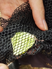 Gonepteryx cleopatra