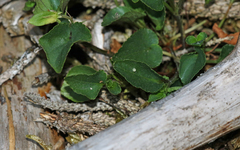 Boloria euphrosyne