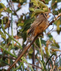 Colius striatus integralis