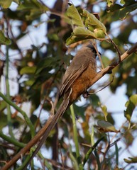 Colius striatus integralis