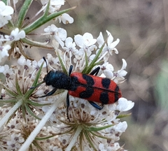 Trichodes umbellatarum