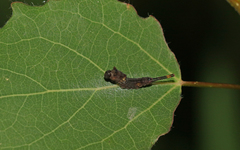 Cerura vinula