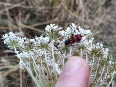 Trichodes umbellatarum