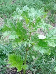 Heracleum sosnowskyi