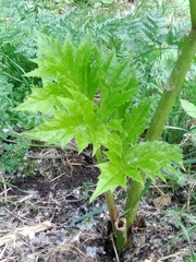 Heracleum sosnowskyi