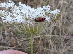 Trichodes umbellatarum
