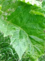 Heracleum sosnowskyi