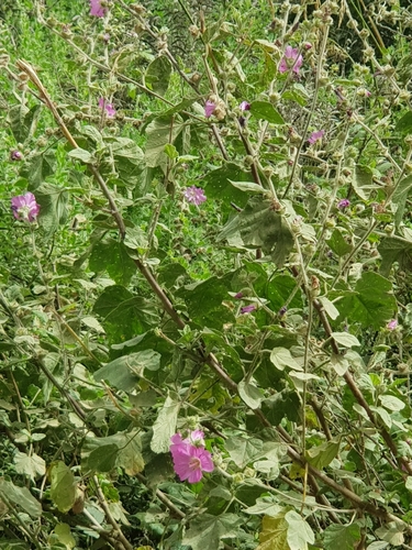Image of Malva olbia by (c) Karim Haddad, some rights reserved (CC BY)