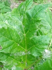 Heracleum sosnowskyi