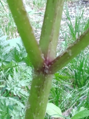 Heracleum sosnowskyi