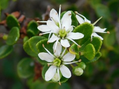 Agathosma ovata