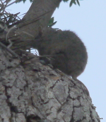 Antechinus stuartii