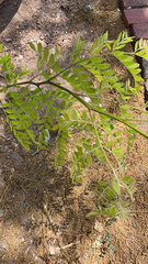Gleditsia triacanthos