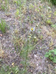 Tripleurospermum inodorum