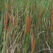 Southern Cattail - Photo (c) Bryan, some rights reserved (CC BY-NC), uploaded by Bryan