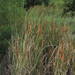 Southern Cattail - Photo (c) Bryan, some rights reserved (CC BY-NC), uploaded by Bryan