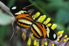 Heliconius ethilla narcaea