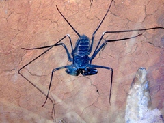 Acanthophrynus coronatus