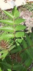 Ailanthus altissima