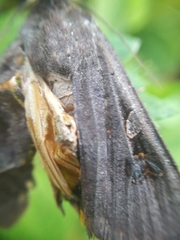 Noctua pronuba