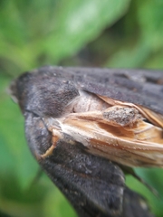 Noctua pronuba