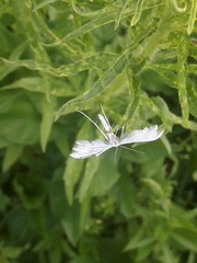 Pterophorus pentadactyla