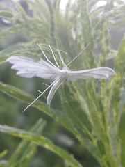 Pterophorus pentadactyla