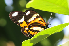 Heliconius ethilla narcaea