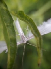 Pterophorus pentadactyla