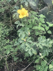 Cucurbita pedatifolia