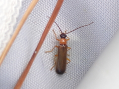 Rhagonycha lutea