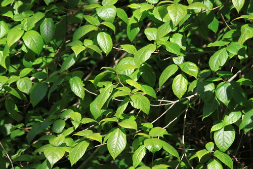 Chimonanthus praecox iNat (2)