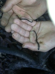 Batrachoseps nigriventris