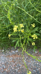 Bunias orientalis