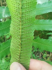Menisciopsis penangiana