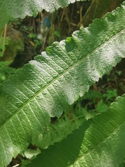 Menisciopsis penangiana