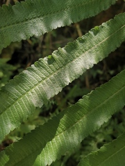 Menisciopsis penangiana