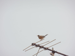 Turdus rufopalliatus