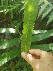 Menisciopsis penangiana
