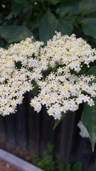 Sambucus nigra