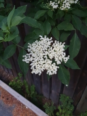 Sambucus nigra