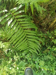 Menisciopsis penangiana