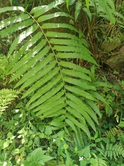 Menisciopsis penangiana