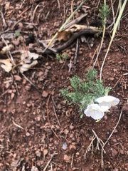Oenothera coronopifolia