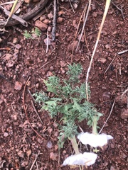 Oenothera coronopifolia