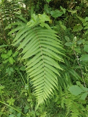 Pseudocyclosorus subochthodes