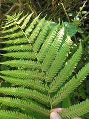 Pseudocyclosorus subochthodes