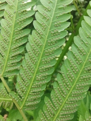 Pseudocyclosorus subochthodes