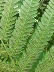 Pseudocyclosorus subochthodes