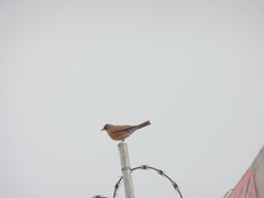 Turdus rufopalliatus